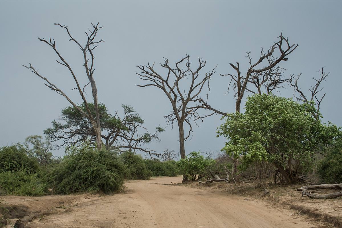 Zufahrt zum Chobe-Nationalpark