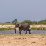 Elefantenherde / Botswana
