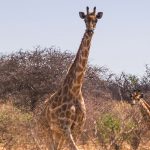 Giraffen / Namibia