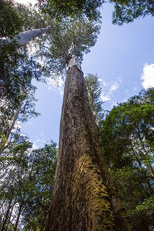 Eukalyptus-Baum / Tasmanien