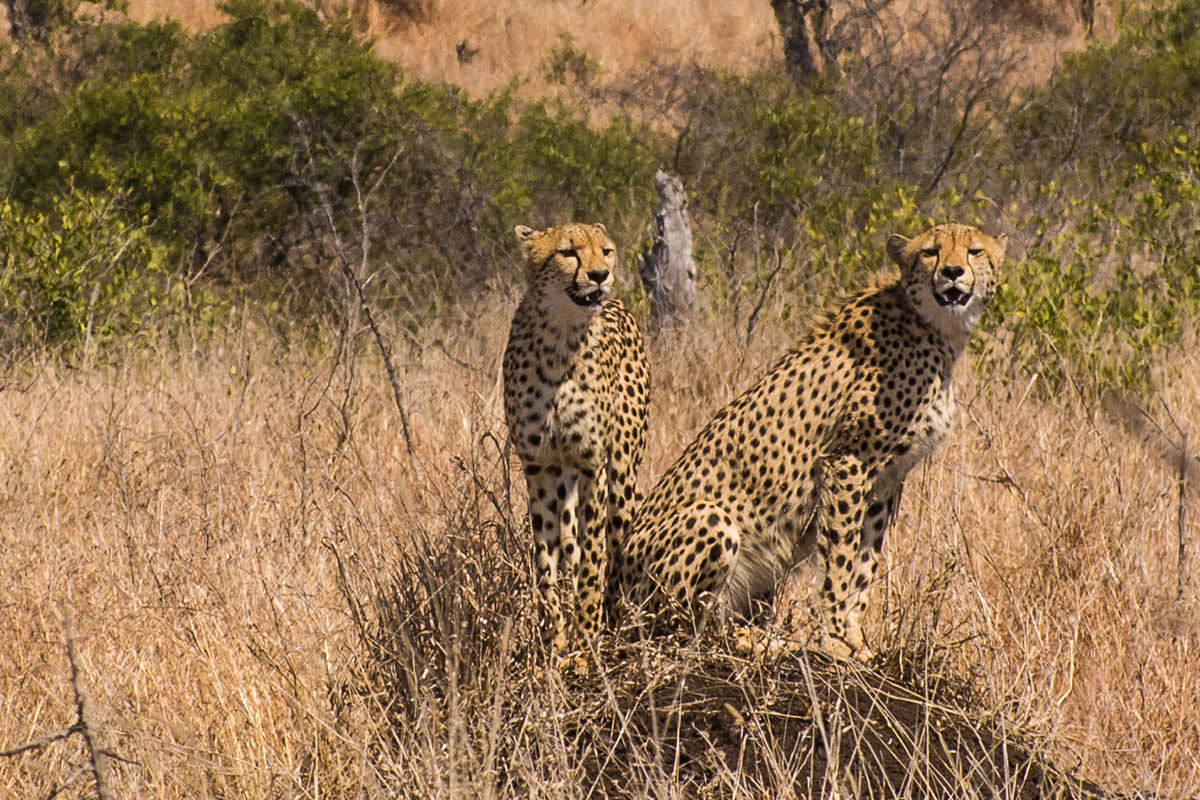 Geparden-Pärchen / Kruger Park