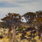 Köcherbäume / Namibia