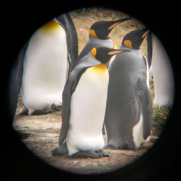 Königspinguine / Feuerland