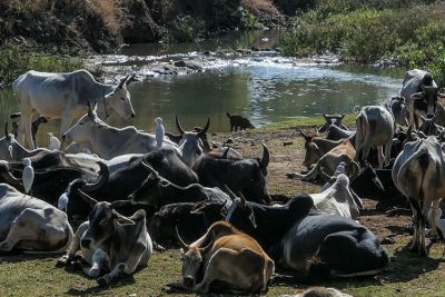 Kuhherde bei Jabalpur