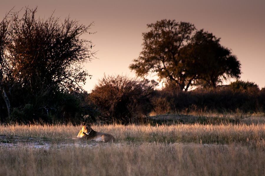 Löwe im Hwange NP