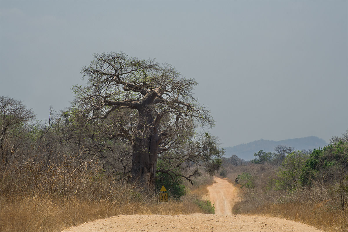 Piste zum Mana Pools NP