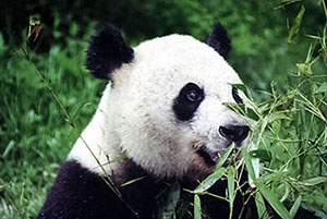 Pandabär in Chengdu / Sichuan