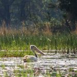 Pelikane / Okavango-Delta