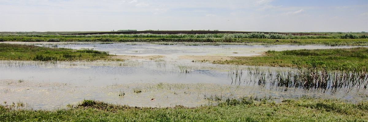Endlose Puszta