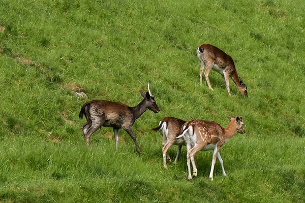 Rotwild bei Axams / Tirol