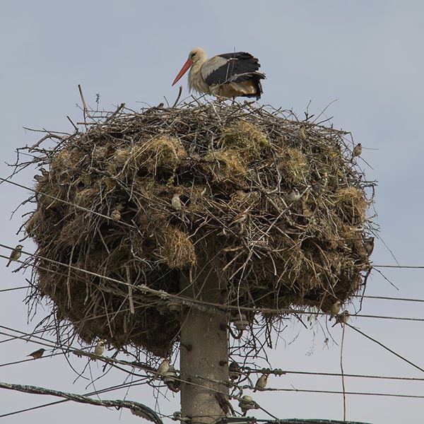 Storchennest