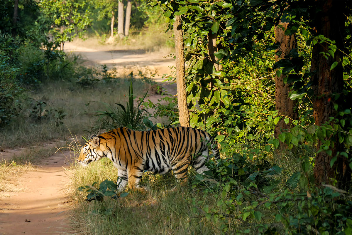 Tiger / Indien