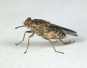 Tsetse-Fliege