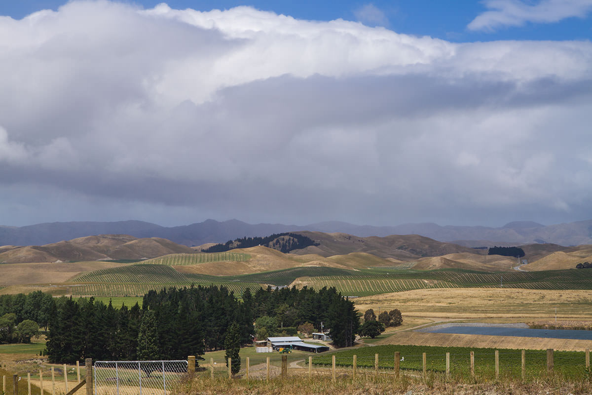 Weinberge bei Blenheim / Neuseeland