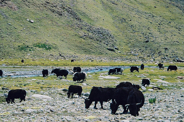 Yak-Herde