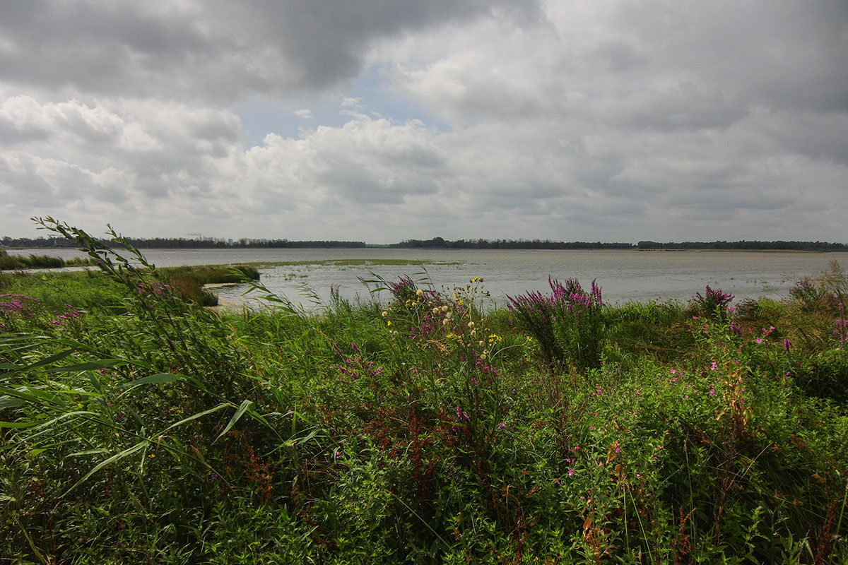 de Biesbosch-Park / Holland