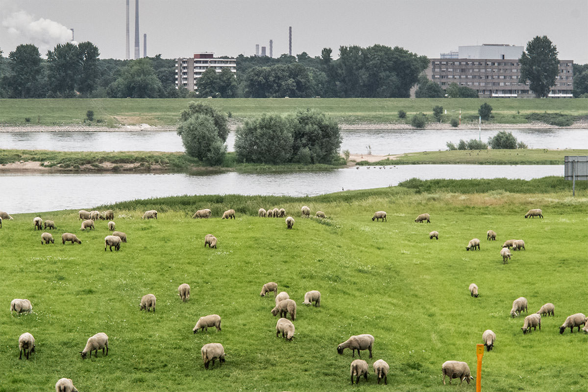Rheinwiesen bei Duisburg