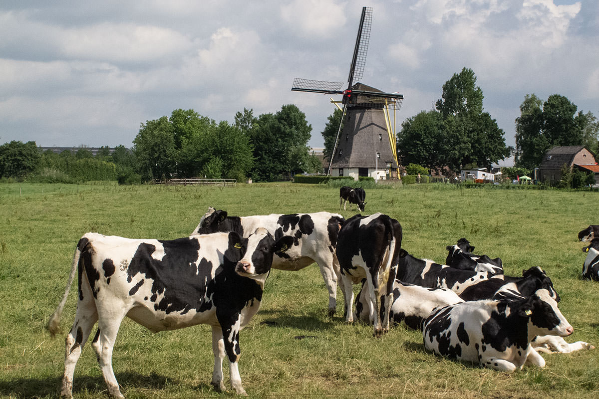 Postkartenidyll Holland