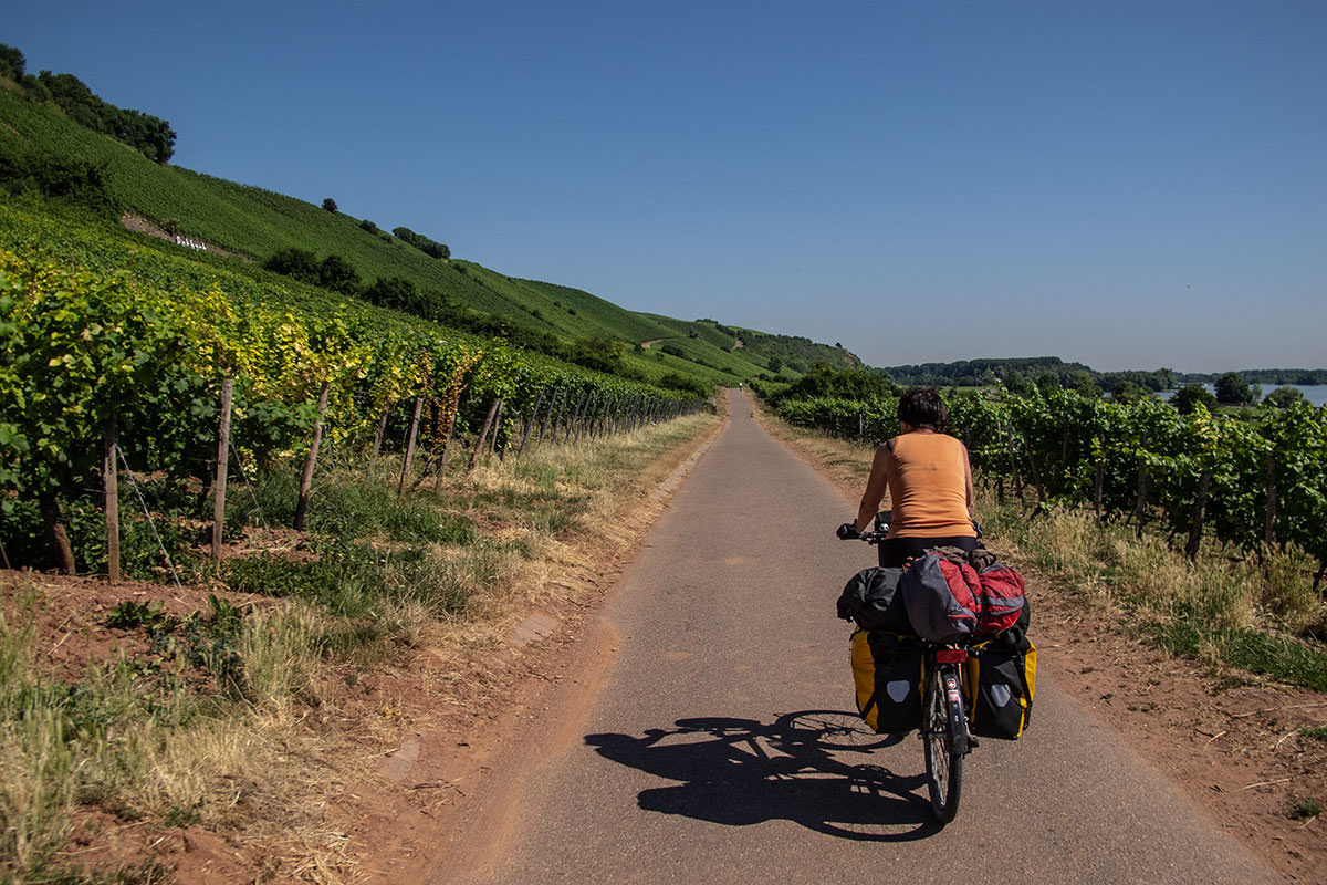 Weinberge Rheinhessen