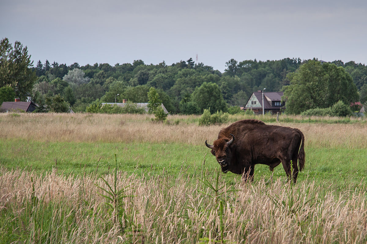 Wildes Wisent / Białowieża