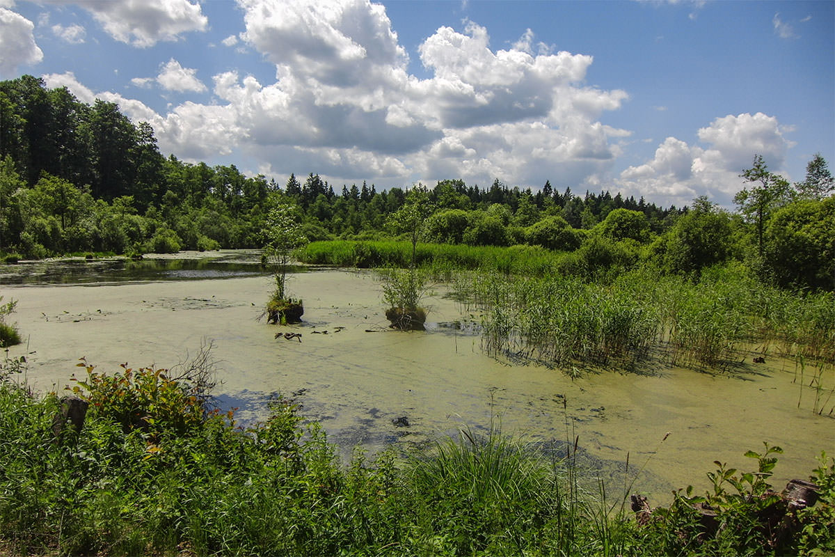 Sumpf im Białowieża-Wald