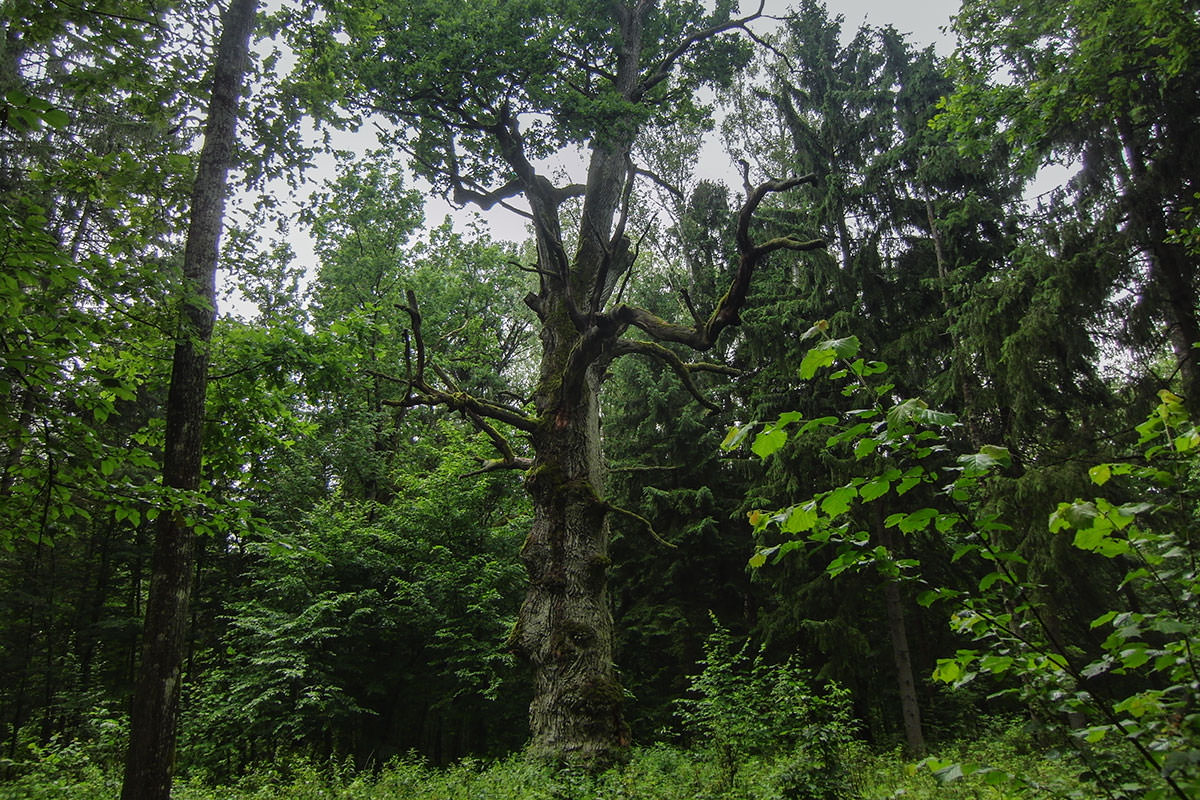 Białowieża-Urwald / Polen