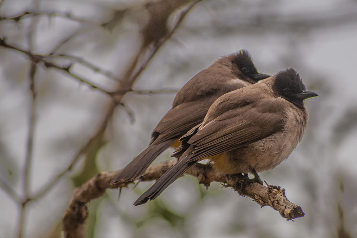 Bulbul-Pärchen
