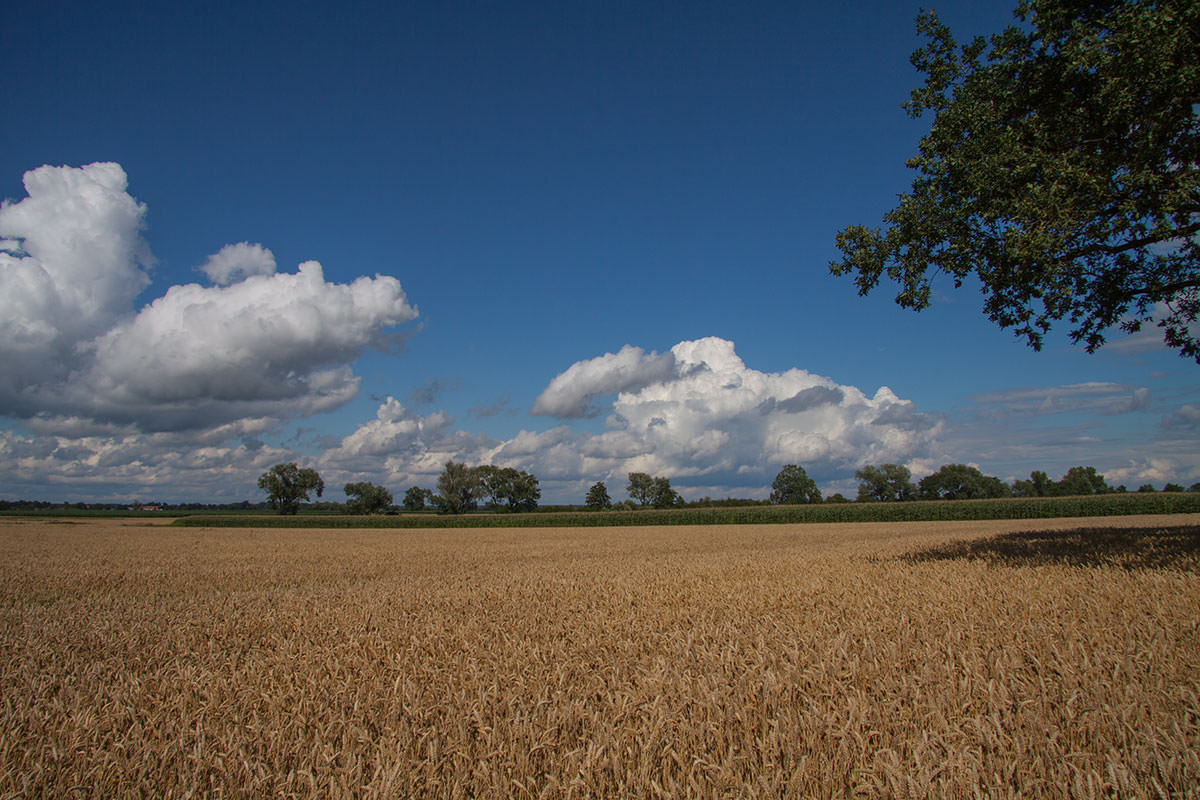 Felder bei Olawa