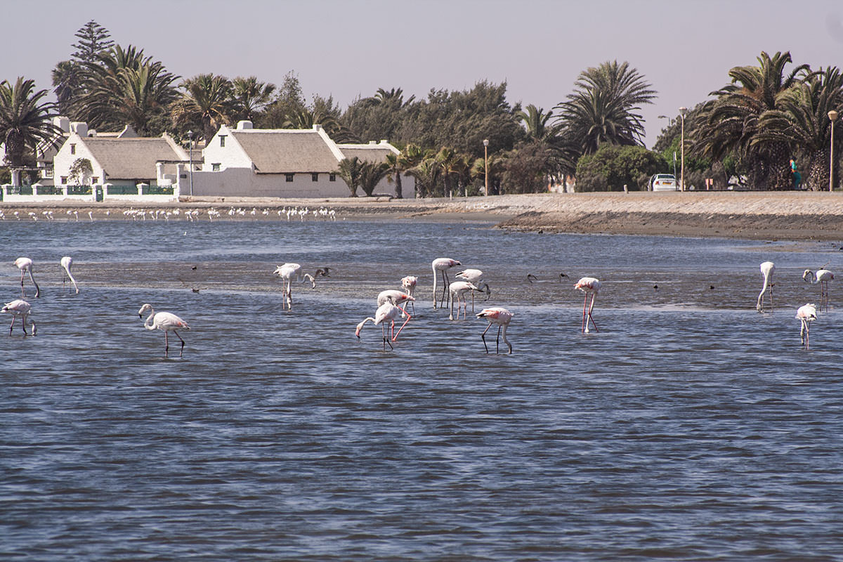 Flamingo Lagune / Walvis Bay