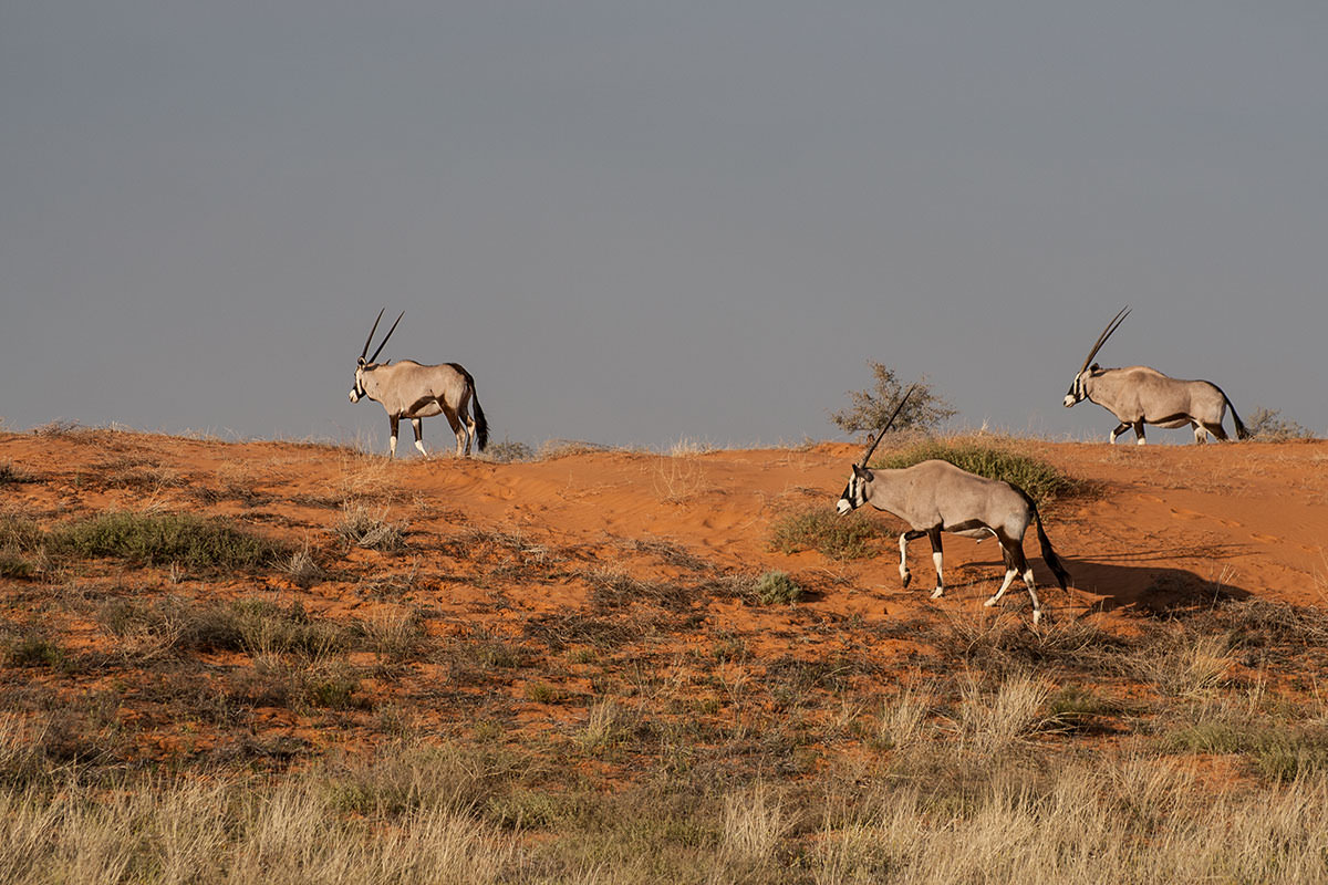 Onyx-Antilopen / Kalahari